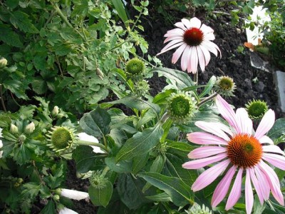 Echinacea2.JPG