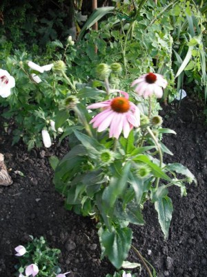 Echinacea1.JPG