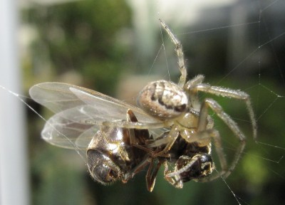 IMG_1989a Spinne 3.jpg