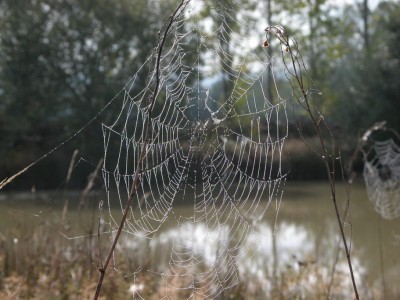 Netze-der-Wespen-Spinne.JPG