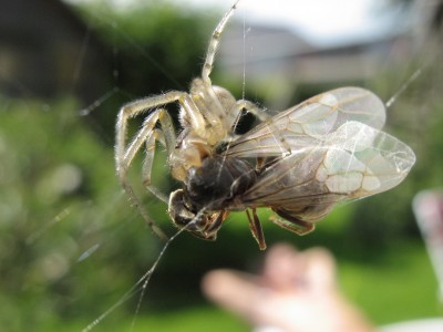 IMG_1988b Spinne 2.jpg