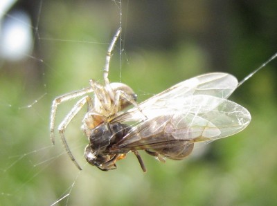 IMG_1987a Spinne 1.jpg