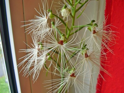 Habenaria medusa (2).jpg