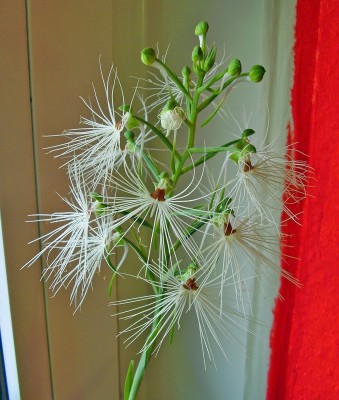 Habenaria medusa (3).jpg