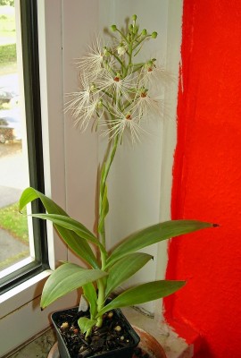 Habenaria medusa.jpg