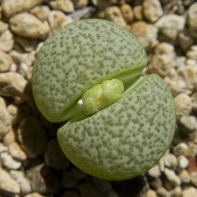 Lithops_fulviceps_aur.jpg