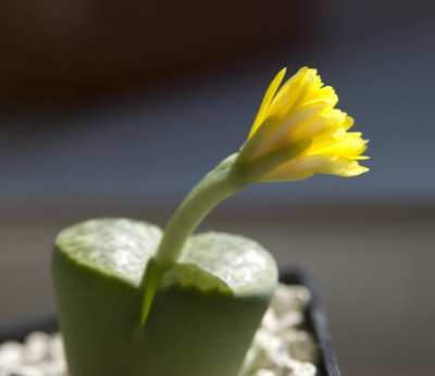 blühlithops.jpg