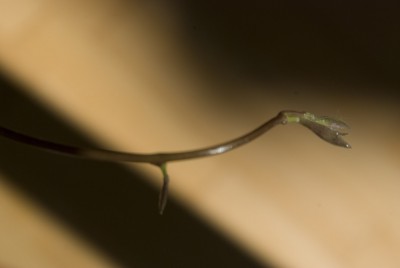 Dioscorea_4.jpg