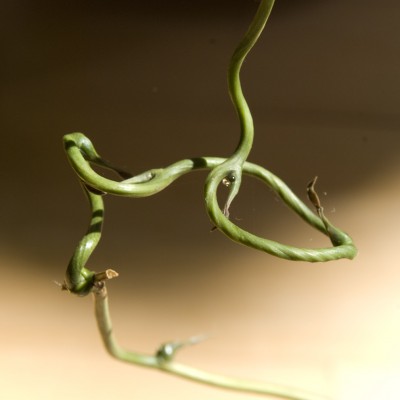 Dioscorea_3.jpg