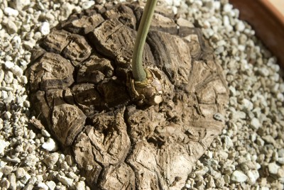 Dioscorea_2.jpg