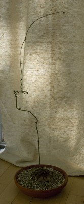 Dioscorea_1.jpg