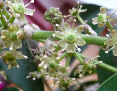 Kopie von Kopie von P1010922.JPG