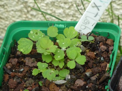 Aquilegia flabellata x oxysepala.jpg