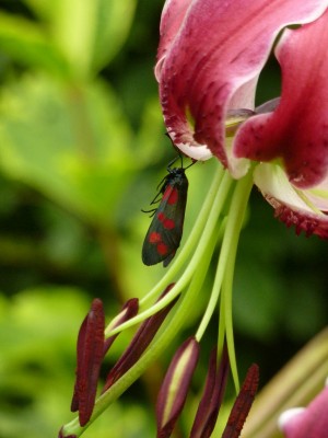 Widderchen lilie.jpg