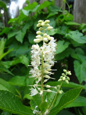 Scheineller oder Zimterle.JPG