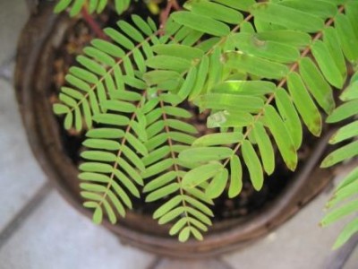 IMG_3443_komp.JPG