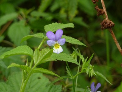 Viola tricolor.jpg