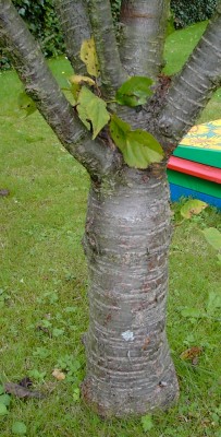 kirsch03.jpg