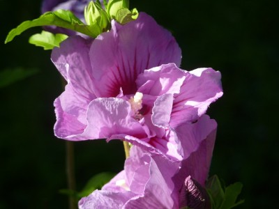 Lavender Chiffon.jpg