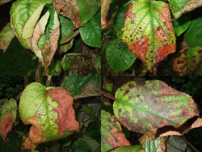 Blätter von Kiwipflanze verwelken · Pflanzenkrankheiten & Schädlinge ·  GREEN24 Pflanzen & Garten Forum