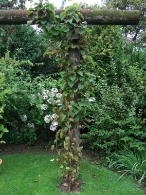 Blätter von Kiwipflanze verwelken · Pflanzenkrankheiten & Schädlinge ·  GREEN24 Pflanzen & Garten Forum