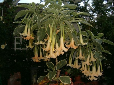 25.08. Maya am Abend.JPG