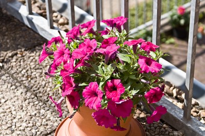 Blume2194.jpg