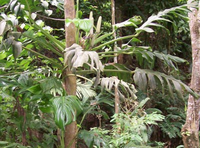 Monstera vielleicht, 2010.08.24. B2.jpg