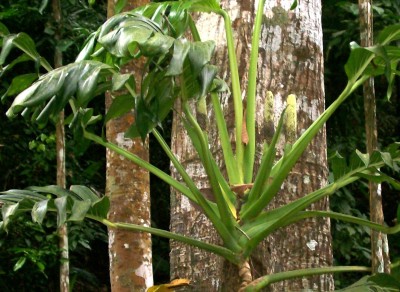 Monstera vielleicht, 2010.08.24. A2.jpg