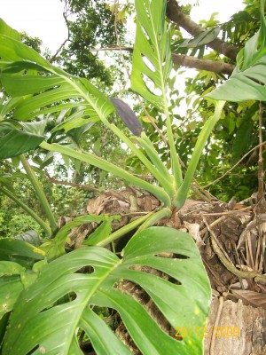 Monstera adansonii viell. 2.jpg