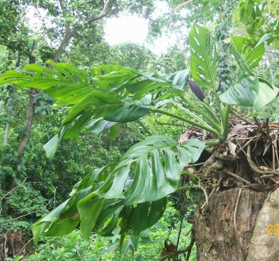 Monstera adansonii vielleicht.jpg