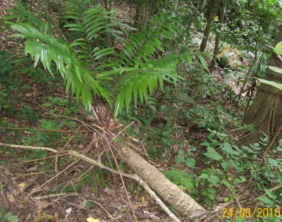 Zamia sp. Ecuador.jpg