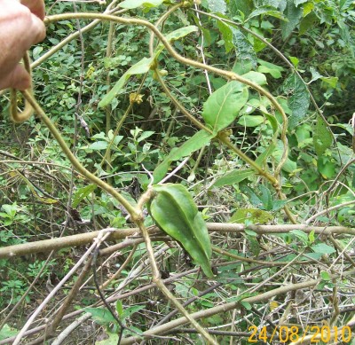 Macroscepis sp. nov., 2010.08.24. F.jpg