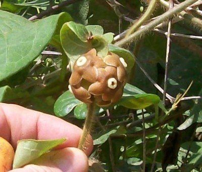 Macroscepis sp. nov., 2010.08.24. C.jpg