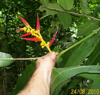 Heliconia hirsuta, 2010.08.24. C.jpg