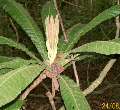 Gustavia augusta, 2010.08.24. D.jpg