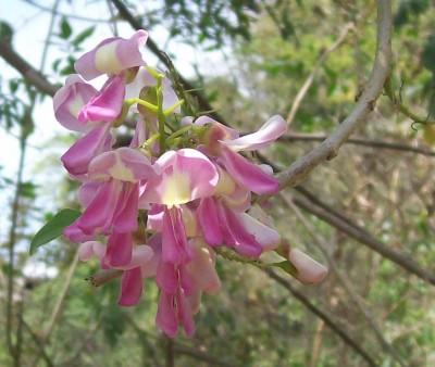 Gliricidia sepium, 2010.08.24. A.jpg