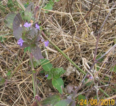 Blechum  pyramidatum, 2010.08.24. G.jpg
