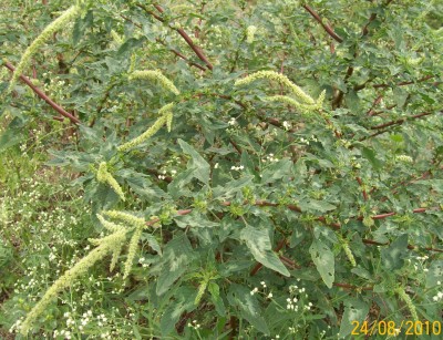 Unbekannte Pflanze 22A.jpg