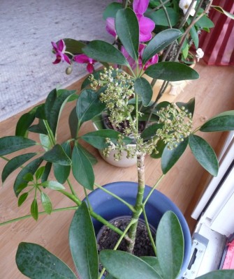 Kopie von P1010924.JPG