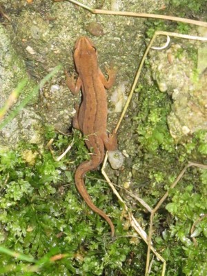 Molch im Schacht.JPG