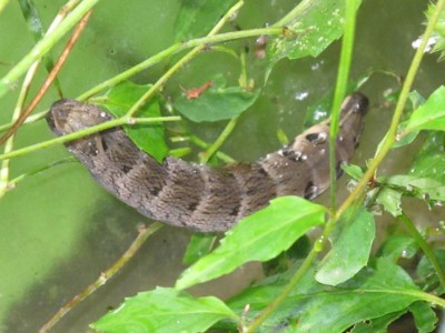 dicke fette Raupe.JPG