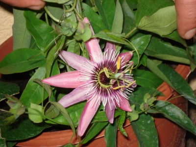 DSC09005.JPG