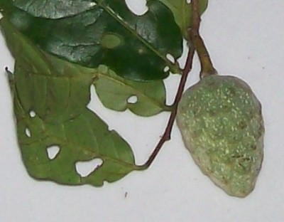 Unbekannter Baum 16 H.jpg
