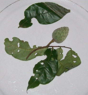 Unbekannter Baum 16 E.jpg