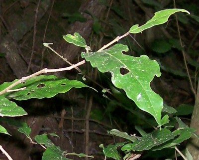 Unbekannter Baum 16 B.jpg
