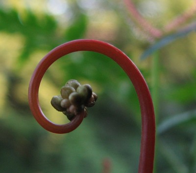 Blütenansatz Drosera binata.jpg
