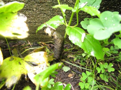 die Raupe am Freitagmorgen.JPG