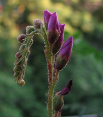 Blüte Drosera capensis.jpg