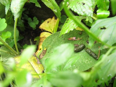 die Hinterlassenschaft.JPG